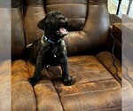 Small #1 Cane Corso