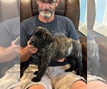 Small #2 Cane Corso