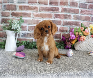 Cavalier King Charles Spaniel Puppy for sale in SYRACUSE, IN, USA