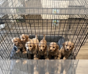 Goldendoodle Puppy for sale in DENTON, TX, USA