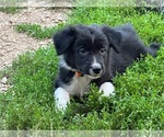 Puppy Bachelors Butto Border-Aussie