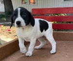 Puppy Penny Mutt-Unknown Mix
