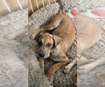 Puppy Yellow Collar Great Dane