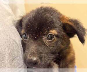 Mutt Dogs for adoption in New York, NY, USA