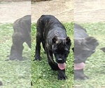 Puppy Puppy 3 Rocky Cane Corso