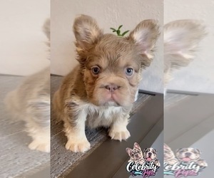 French Bulldog Puppy for sale in CALABASAS, CA, USA