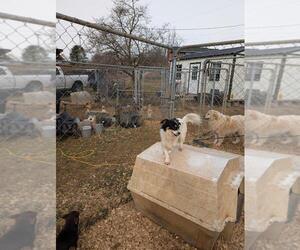 Mutt-Unknown Mix Dogs for adoption in MARION, VA, USA