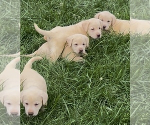 Labrador Retriever Puppy for sale in NEOLA, WV, USA