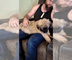 Sarplaninac (Illyrian Sheepdog ) Dogs for adoption in KENNEWICK, WA, USA