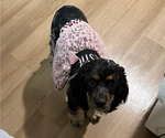 Small #5 Cocker Spaniel