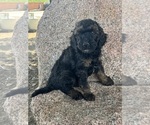 Small #2 Poodle (Miniature)-Poodle (Standard) Mix