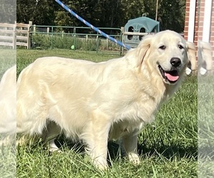 Mother of the Golden Retriever puppies born on 08/22/2026
