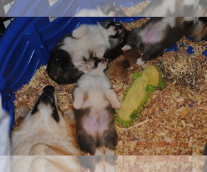 Pembroke Welsh Corgi Litter for sale in FALLS CITY, OR, USA
