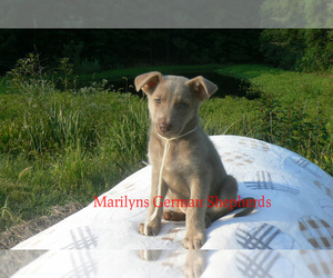 German Shepherd Dog Puppy for Sale in PIEDMONT, Missouri USA