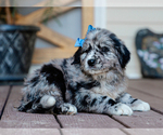 Image preview for Ad Listing. Nickname: Cleo