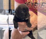 Puppy 7 Cane Corso
