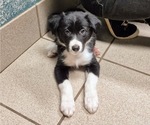 Puppy Poppy Border-Aussie