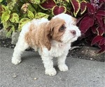 Puppy Duffy Cavapoo (Miniature)