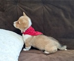 Small #8 Pembroke Welsh Corgi