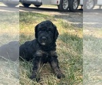 Small #1 Poodle (Miniature)-Poodle (Standard) Mix