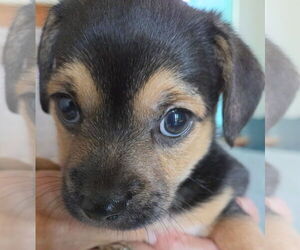 Chihuahua-Unknown Mix Dogs for adoption in St. Augustine, FL, USA