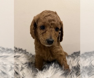 Medium Poodle (Miniature)