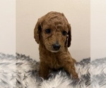 Puppy Sweet Pea Poodle (Miniature)