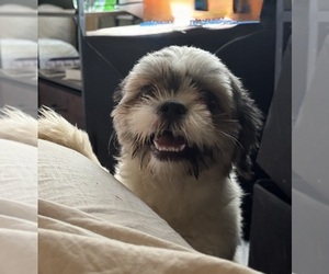 Mal-Shi Puppy for Sale in INDIANA, Pennsylvania USA