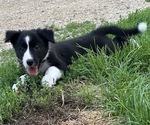 Puppy Zinnia Border-Aussie