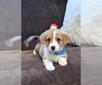 Puppy Charlie Pembroke Welsh Corgi