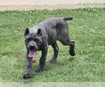 Puppy Puppy Bo Cane Corso