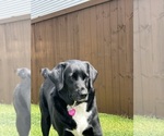 Small Labrador Retriever