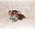 Puppy Gossett Chihuahua