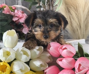 Yorkshire Terrier Puppy for sale in CANOGA, NY, USA