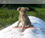 Small #2 German Shepherd Dog