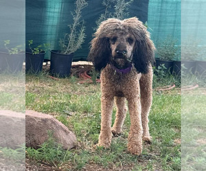 Father of the Poodle (Miniature)-Poodle (Standard) Mix puppies born on 06/29/2026