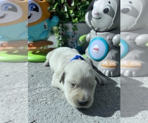 Golden Retriever Puppy for sale in NEOLA, WV, USA