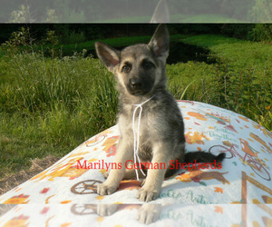 German Shepherd Dog Puppy for sale in PIEDMONT, MO, USA