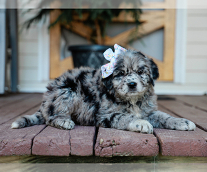 Australian Retriever Puppy for sale in LIBERTY, KY, USA