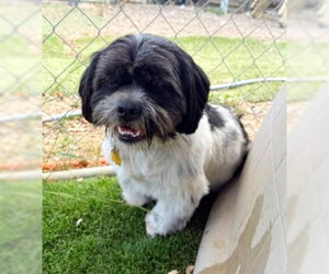 Mal-Shi Dogs for adoption in Ventura, CA, USA