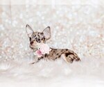 Puppy Hazel Chihuahua