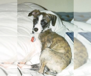 Image of Jack-A-Poo breed