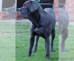 Image of Australian Bandog breed