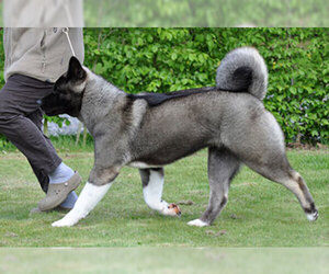 Small #5 Breed Akita image