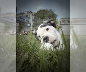 Small #5 Breed Alapaha Blue Blood Bulldog image