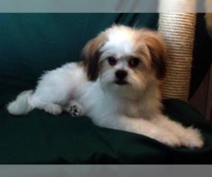 Image of Ja-Chon breed