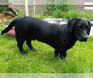 Image of Dachsador breed