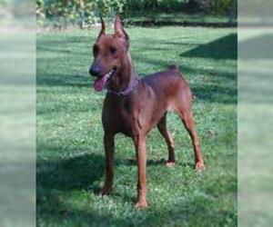 Image of German Pinscher breed