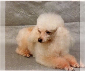 Image for artice 'Find Your Perfect Toy Poodle Puppy: January 2025 Listings & Prices on InstantPuppy.com'