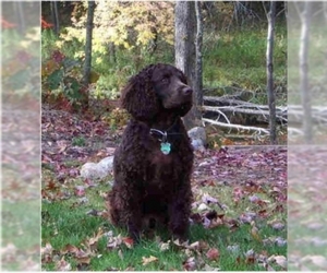 Image of American Water Spaniel breed